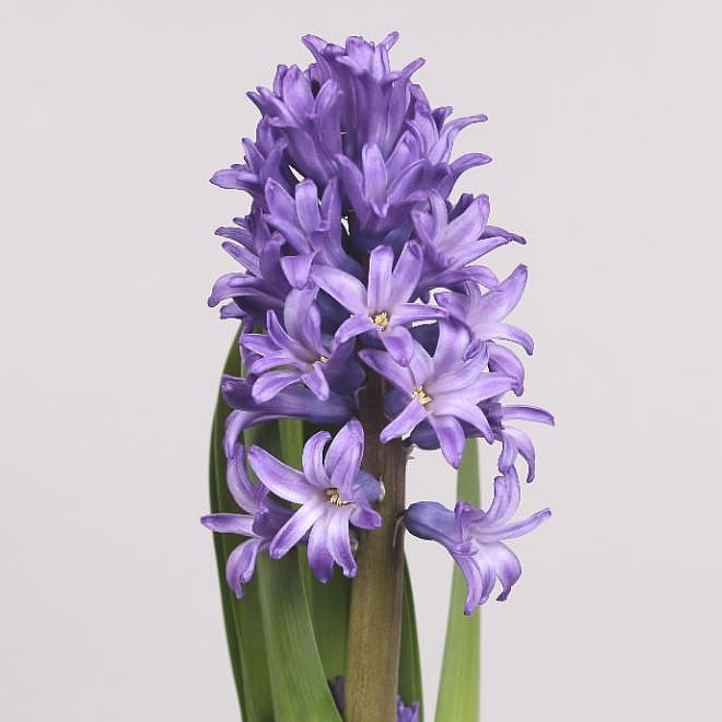 Hyacinths Atlantic