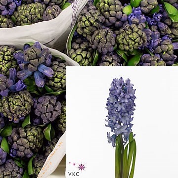 HYACINTHS BLUE PASSION