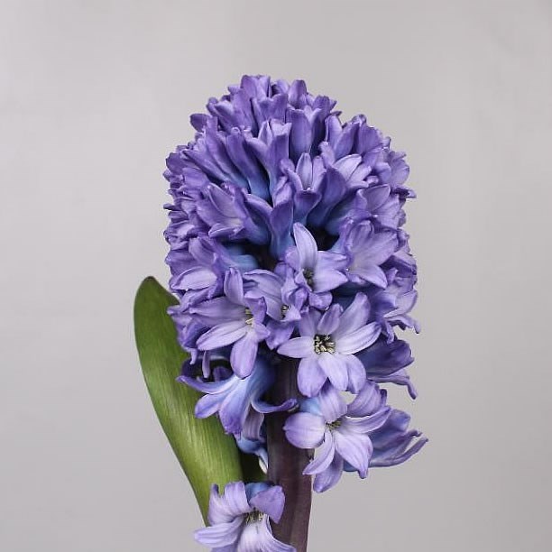 Hyacinths Blue Star