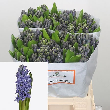 Hyacinths Blue Tango