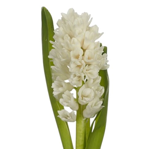 Hyacinths China White