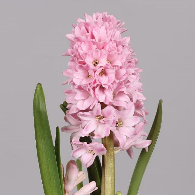 Hyacinths Fondant 30cm | Wholesale Dutch Flowers & Florist Supplies UK