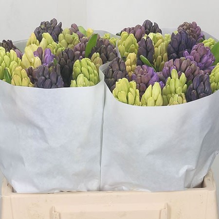 Hyacinths Mixed