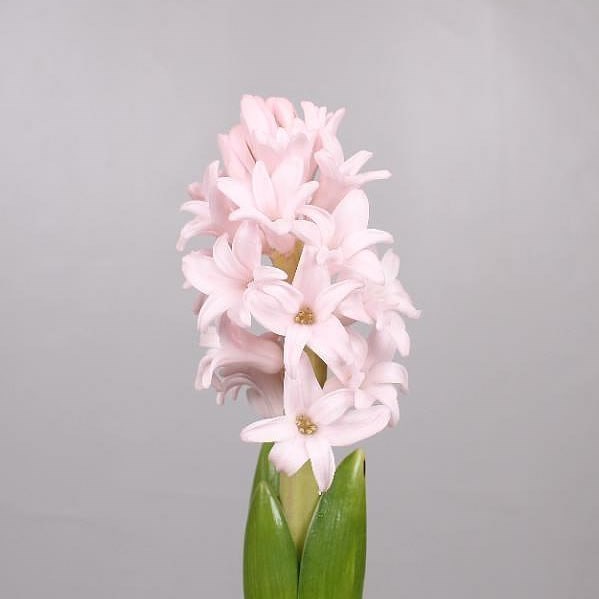 Hyacinths Pink Elephant