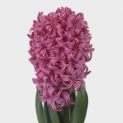 Hyacinths Pink Pearl