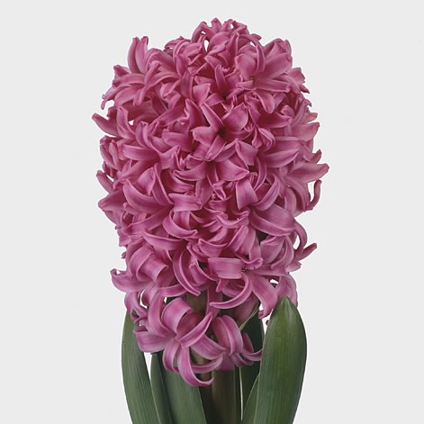 Hyacinths Pink Pearl