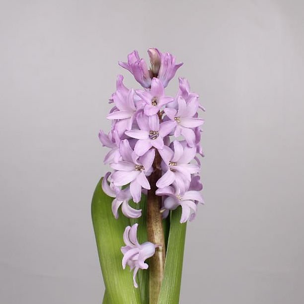 Hyacinths Purple Star