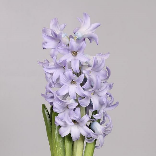 Hyacinths Sky Jacket
