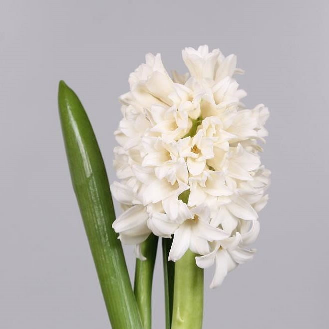 Hyacinths Top White