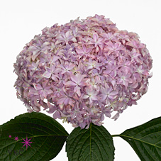 Hydrangea Inspire