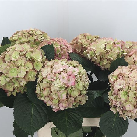 Hydrangea Adora Classic