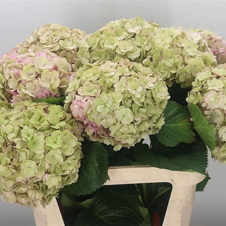 Hydrangea Adora Classic