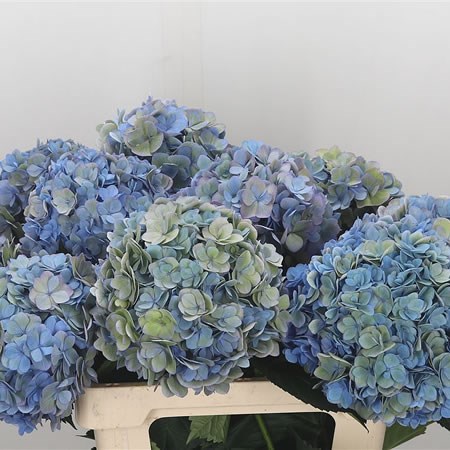 Hydrangea Adora Classic Blue