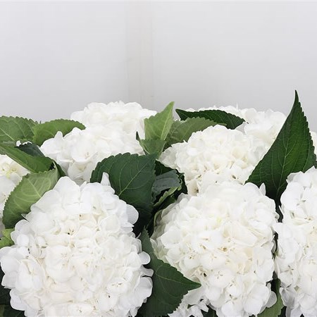 Hydrangea Albatros White