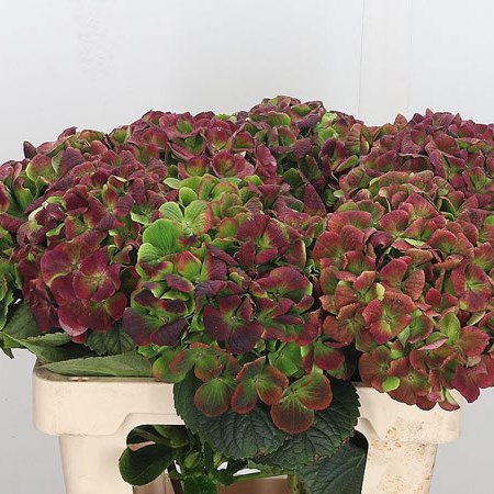 Hydrangea Amethyst Red/Green