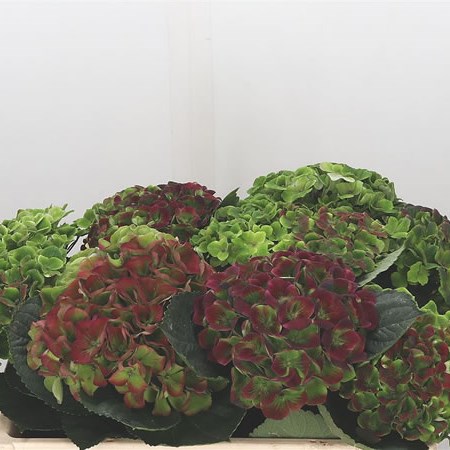 Hydrangea Amethyst Red/Green