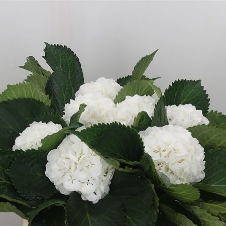 Hydrangea Anouk