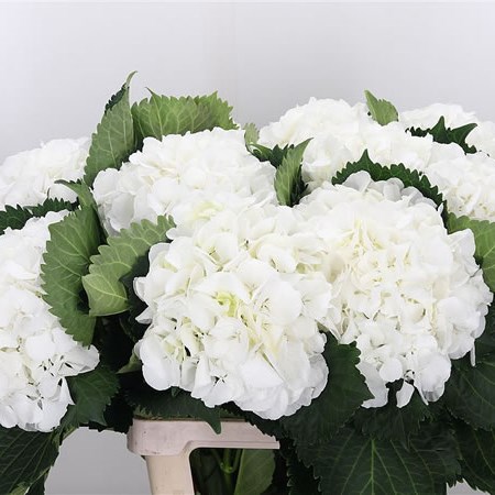 Hydrangea Anouk