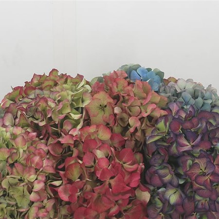 Hydrangea Autumn Classic