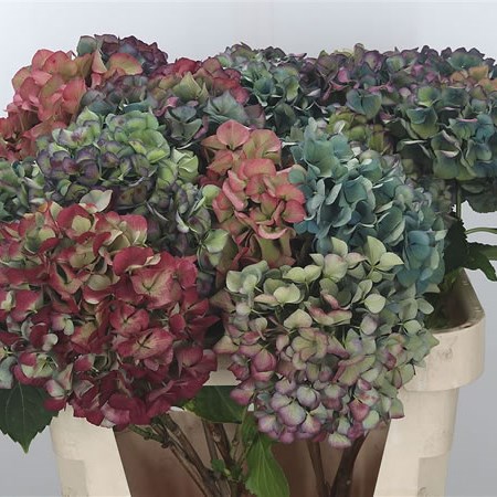 Hydrangea Autumn Classic Spray