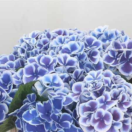 Hydrangea Beau Dali