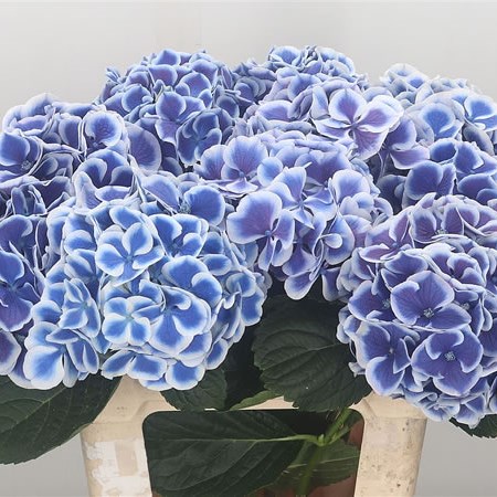 Hydrangea Beau Dali