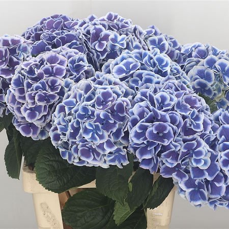 Hydrangea Beau Dali