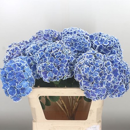 Hydrangea Beau Dali