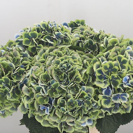 Hydrangea Beau Dali Classic