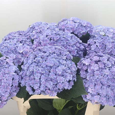 Hydrangea Beautensia Luxor Blue
