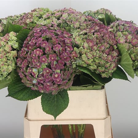 Hydrangea Beautensia Luxor Classic Purple