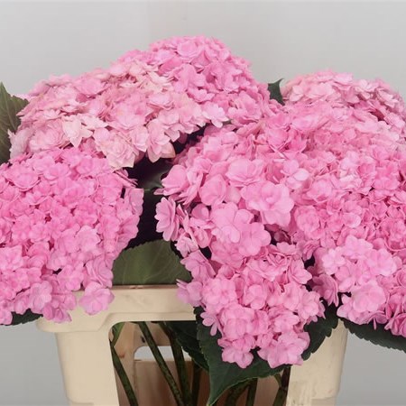 Hydrangea Beautensia Luxor Pink