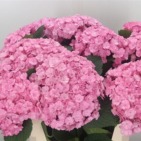 Hydrangea Beautensia Luxor Pink