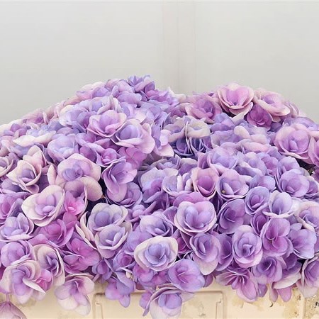 Hydrangea Beautensia Papillon Lilac