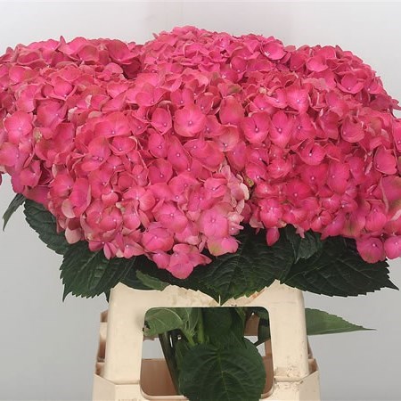 Hydrangea Beautiful Inferno
