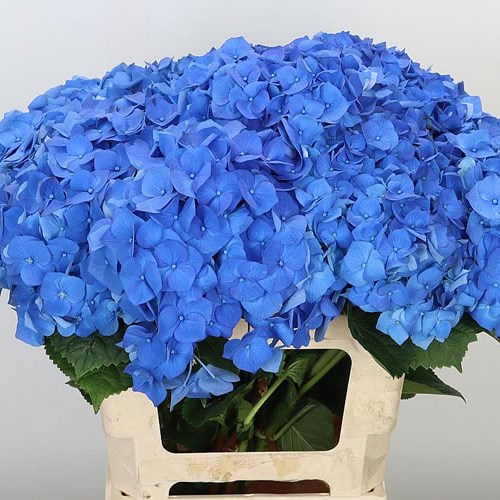 Hydrangea Bela