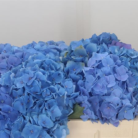 Hydrangea Bela Blue