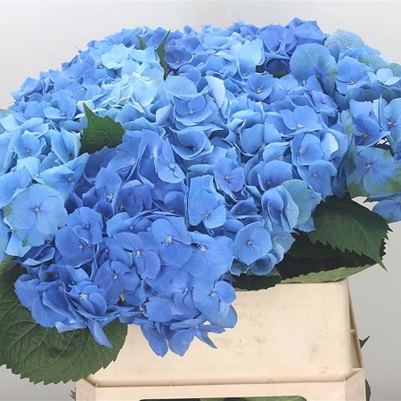 Hydrangea Bela Blue