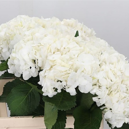 Hydrangea Bianca