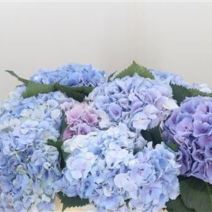 Hydrangea Blink Lavender