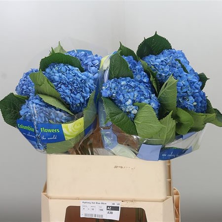 Hydrangea Blue Curacao