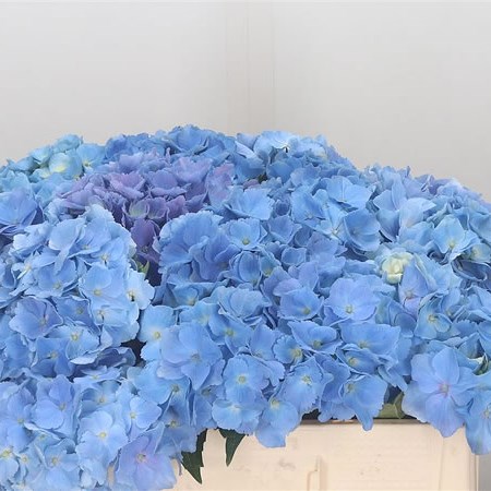 Hydrangea Bodensee Lilac