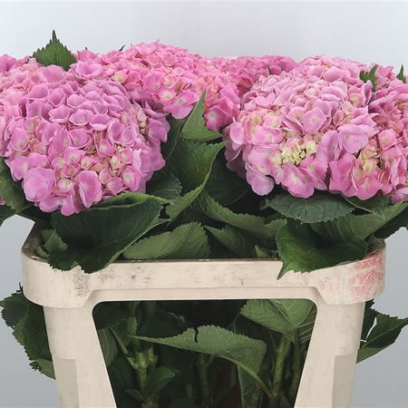 Hydrangea Bodensee Pink