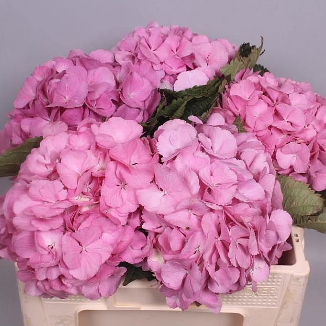 Hydrangea candy floss