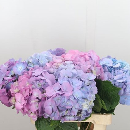 Hydrangea Candy Floss Blue/Pink