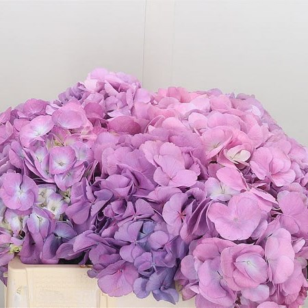 Hydrangea Candy Floss Lilac