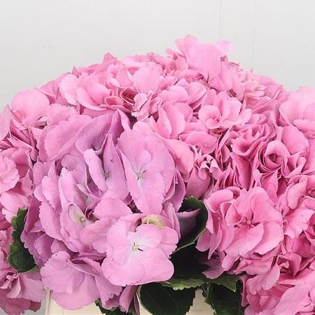 Hydrangea Candy Floss Pink