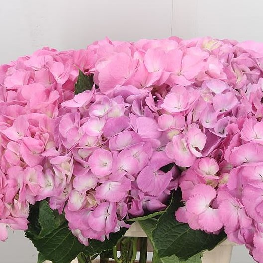 Hydrangea Candy Floss Pink