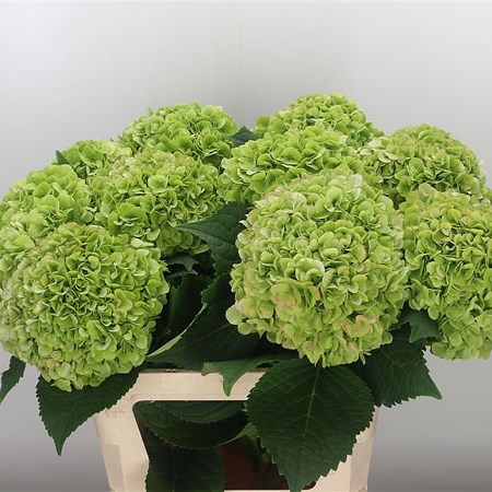 Hydrangea Cannonball Classic Green