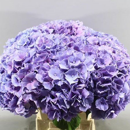Hydrangea Cassanova